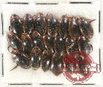 Scientific lot no. 66 Dytiscidae (20 pcs)