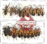 Scientific lot no. 883A Heteroptera (21 pcs)