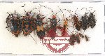 Scientific lot no. 869 Heteroptera (12 pcs)