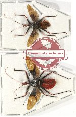 Scientific lot no. 904 Heteroptera (2 pcs)