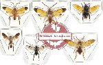 Scientific lot no. 297 Hymenoptera (Symphyta mix) (6 pcs)