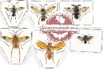 Scientific lot no. 300 Hymenoptera (Symphyta mix) (6 pcs)
