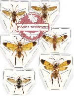 Scientific lot no. 299 Hymenoptera (Symphyta mix) (6 pcs)