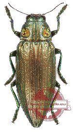 Chrysodema (Pseudochrysodema) laevipennis (A-)