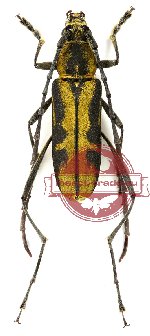 Prothema sinuosa (2 pcs)