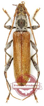 Ceresium zeylanicum
