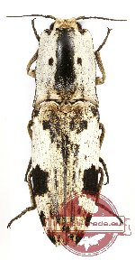 Paracalais sp. 7