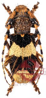 Arctolamia fruhstorferi Aurivillius, 1902 (A2)