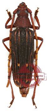 Megopis costipennis (5 pcs)