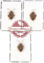 Scientific lot no. 906 Heteroptera (3 pcs)