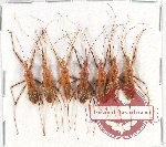 Scientific lot no. 902 Heteroptera (7 pcs)