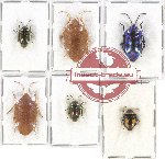 Scientific lot no. 861 Heteroptera (Scutellarinae) (6 pcs - 1 pc A2)