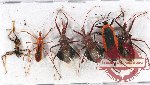 Scientific lot no. 874 Heteroptera (6 pcs A-, A2)