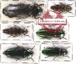 Scientific lot no. 69 Elateridae (6 pcs)