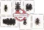 Scientific lot no. 116 Tenebrionidae (12 pcs)