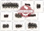 Scientific lot no. 124 Tenebrionidae (39 pcs A-, A2)