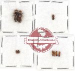 Scientific lot no. 138 Scolytidae (9 pcs)