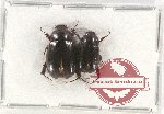 Scientific lot no. 133 Melolonthinae (2 pcs)