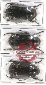 Scientific lot no. 94 Melolonthinae (3 pcs)