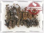 Scientific lot no. 474 Curculionidae (15 pcs)