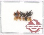 Scientific lot no. 478 Curculionidae (15 pcs)