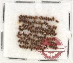 Scientific lot no. 74 Dytiscidae (ca 130 pcs)