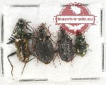 Scientific lot no. 477 Carabidae (4 pcs)