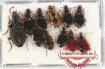 Scientific lot no. 483 Carabidae (11 pcs)