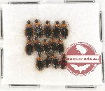 Scientific lot no. 494 Carabidae (14 pcs)