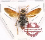 Polistes sp. 10