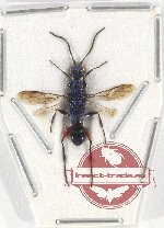Hymenoptera sp. 114