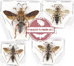 Scientific lot no. 301 Hymenoptera (4 pcs)