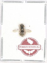 Hymenoptera sp. 118