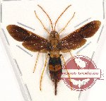 Hymenoptera sp. 116