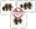 Scientific lot no. 61 Dytiscidae (8 pcs)