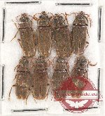 Karumiidae Scientific lot no. 5 (8 pcs)