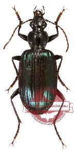 Carabidae sp. 35 (10 pcs)