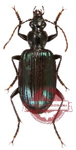 Carabidae sp. 35 (10 pcs)
