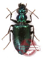 Catascopus sp. 12