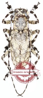 Palimna indica Breuning, 1938 (A2)