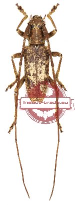 Acalolepta ampliata