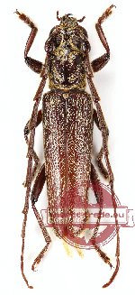 Dictamnia rugosa Pascoe, 1869