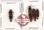 Scientific lot no. 133 Elateridae (4 pcs A, A-, A2)