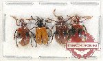 Scientific lot no. 408 Chrysomelidae (4 pcs)