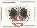 Scientific lot no. 28 Valginae (2 pcs)
