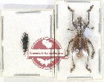 Scientific lot no. 486 Curculionidae (2 pcs)