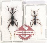 Scientific lot no. 65 Cicindelidae (2 pcs)