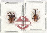 Scientific lot no. 72 Attelabidae (2 pcs)