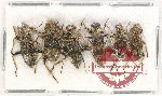 Scientific lot no. 116 Cleridae (6 pcs)