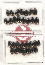 Hydrophilidae Scientific lot no. 126 (30 pcs)